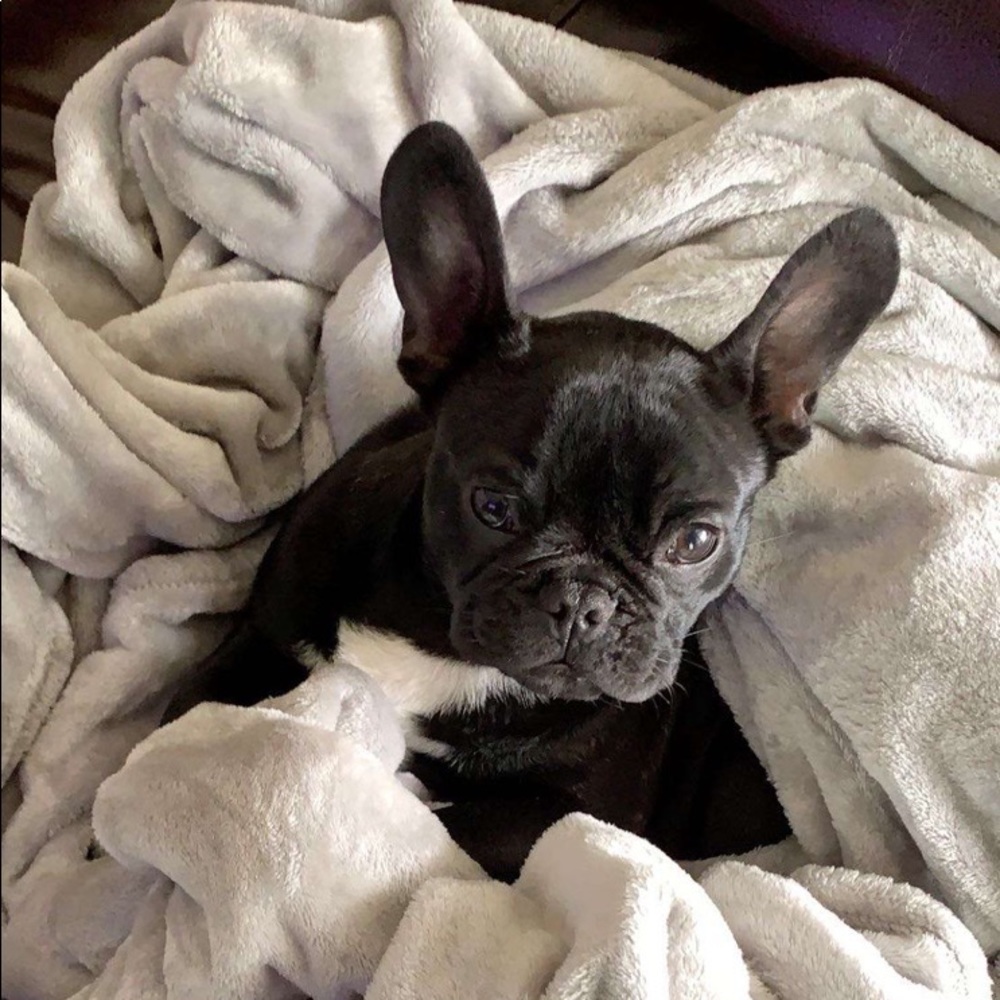 Meet your Posher, Diana